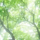 再決断療法